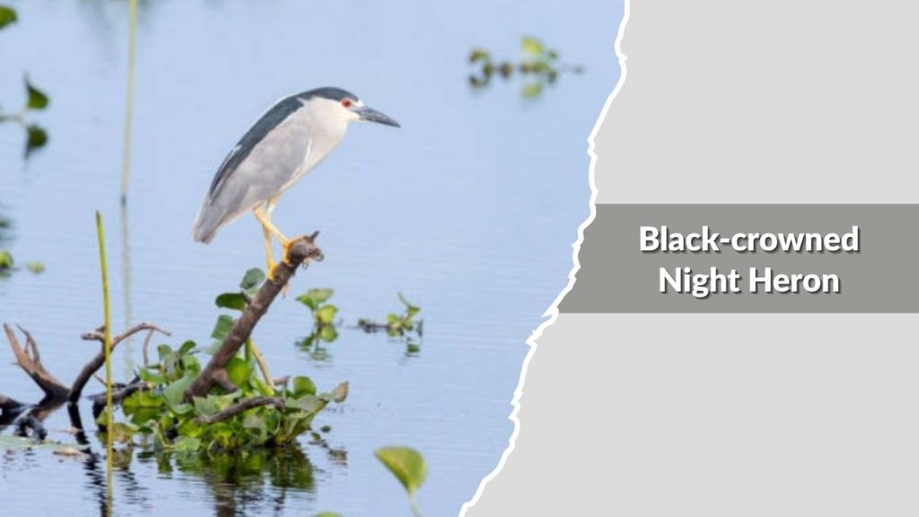 Black-crowned Night Heron