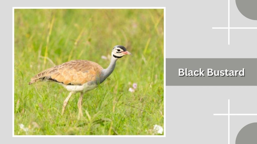 Black Bustard