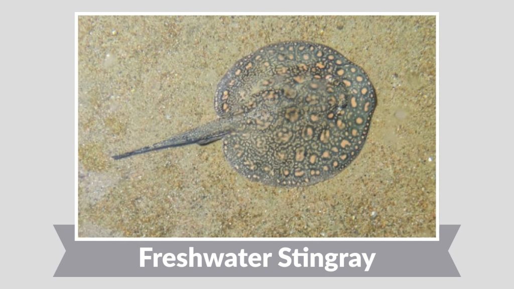 Freshwater Stingray