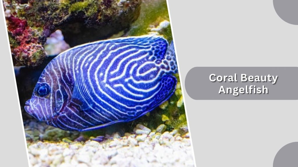 Coral Beauty Angelfish