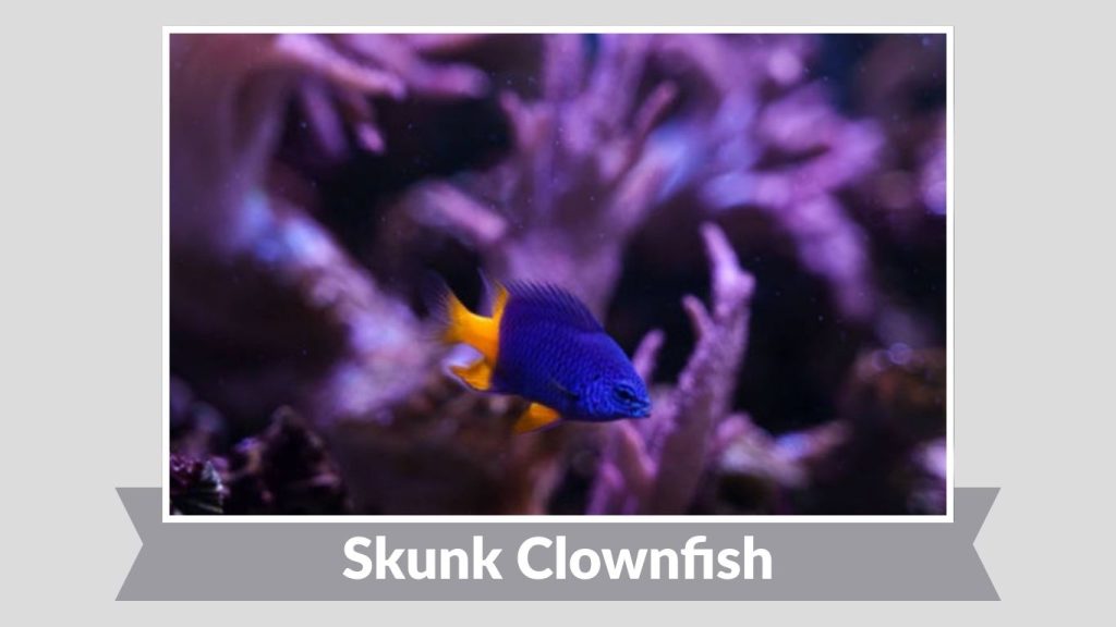 Skunk Clownfish