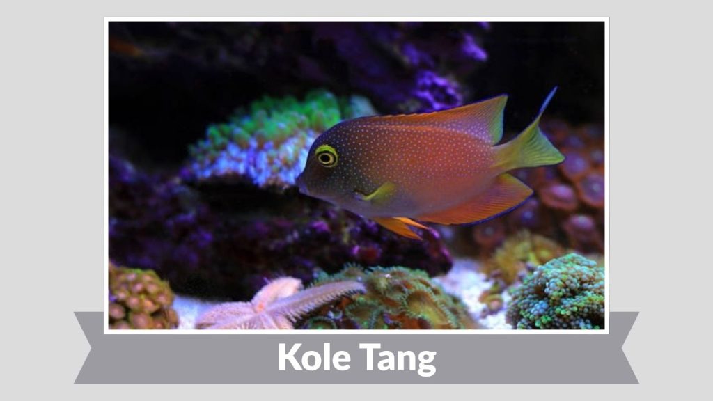 Kole Tang