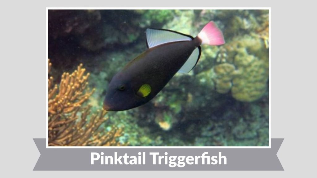 Pinktail Triggerfish