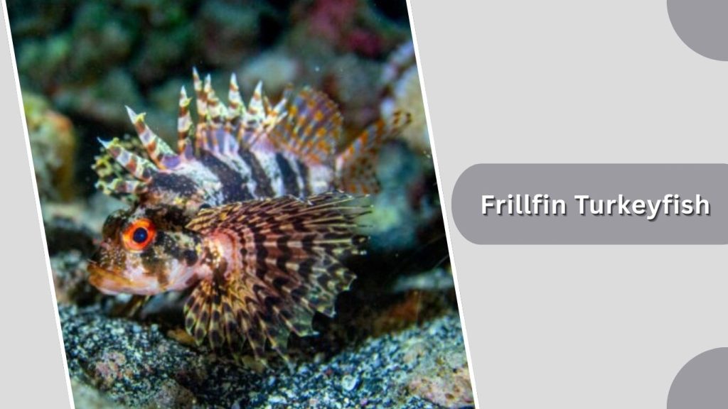 Frillfin Turkeyfish