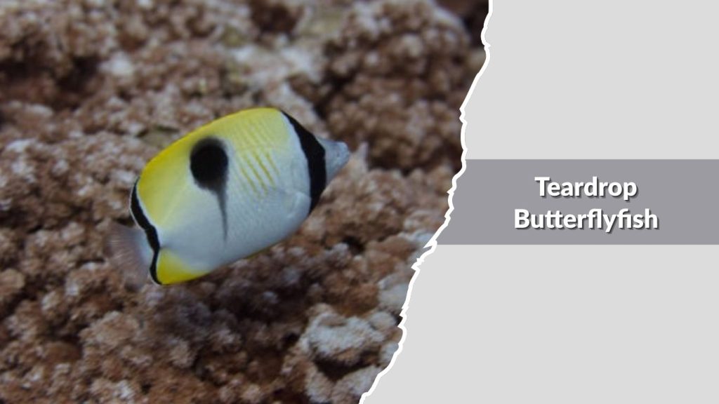 Teardrop Butterflyfish