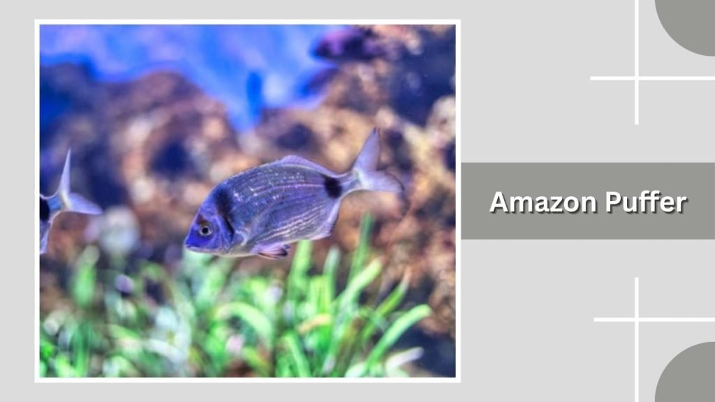 Amazon Puffer