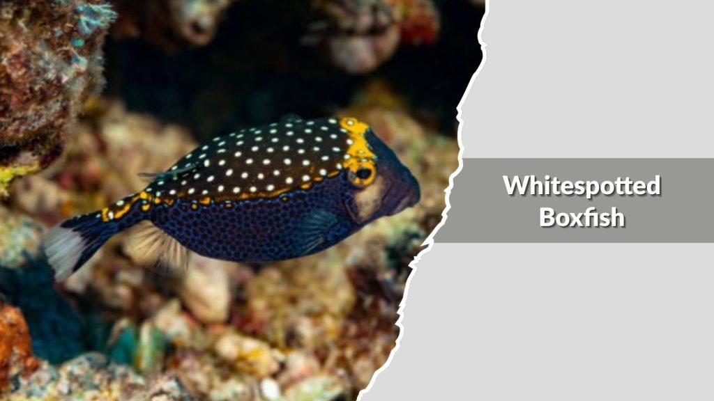 Whitespotted Boxfish