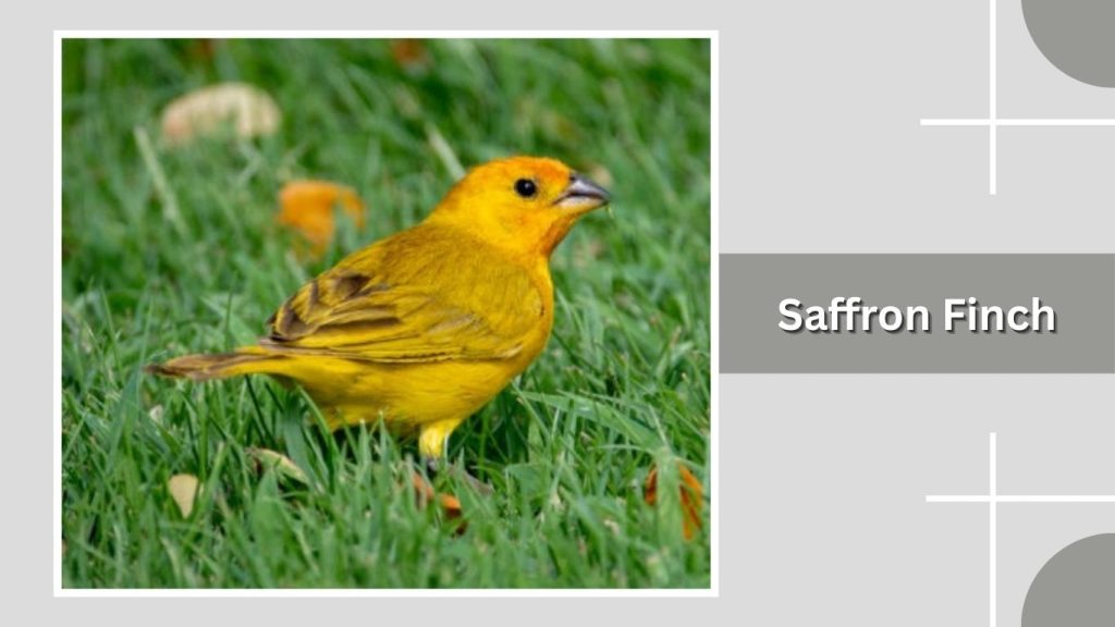 Saffron Finch