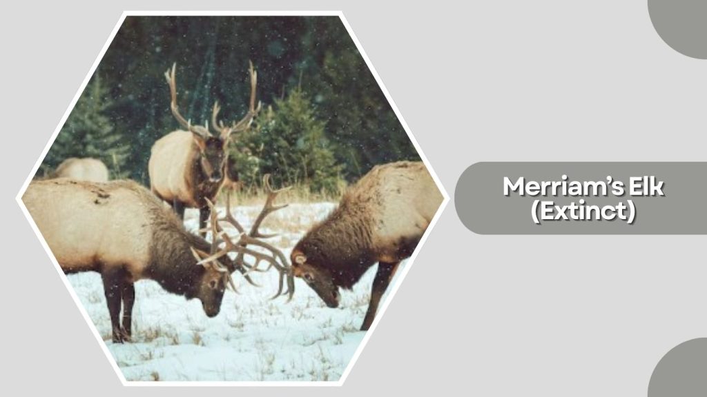  Merriam’s Elk (Extinct)