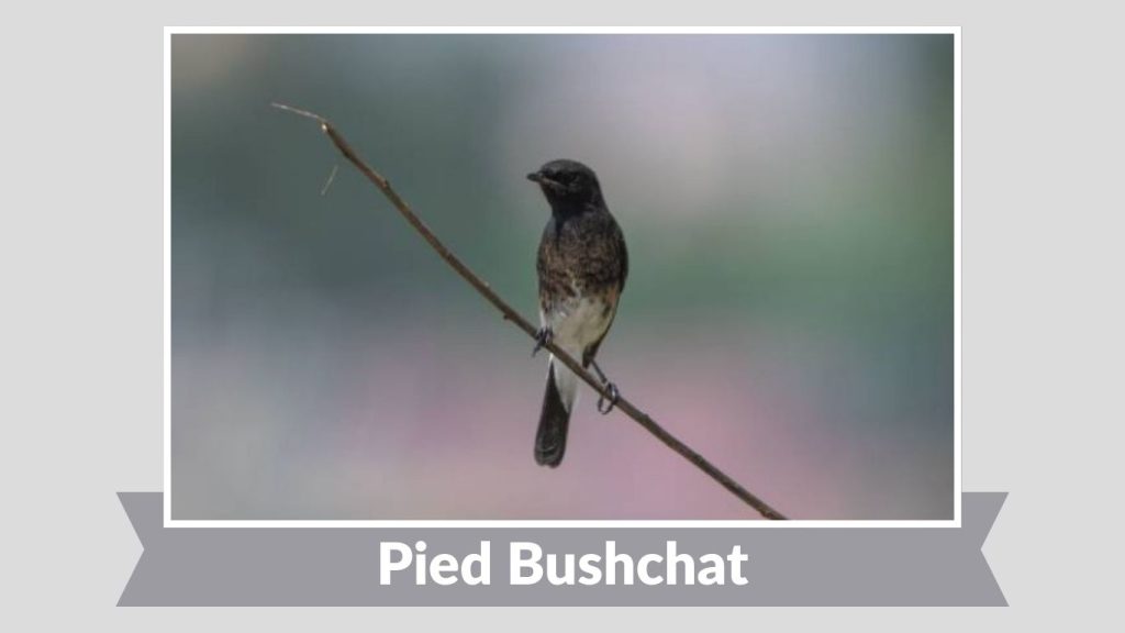 Pied Bushchat