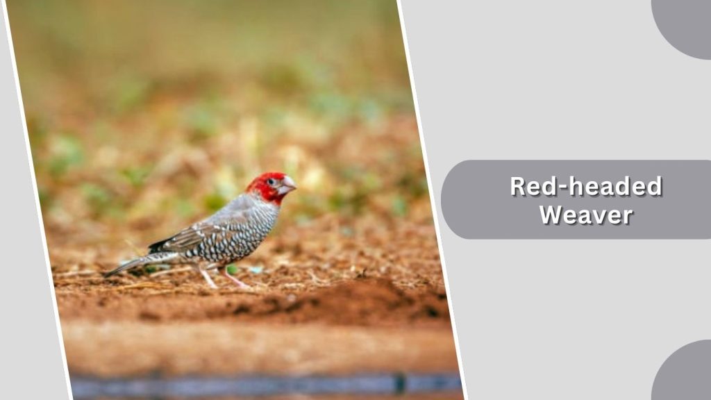 Red-headed Weaver