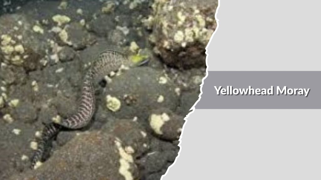 Yellowhead Moray