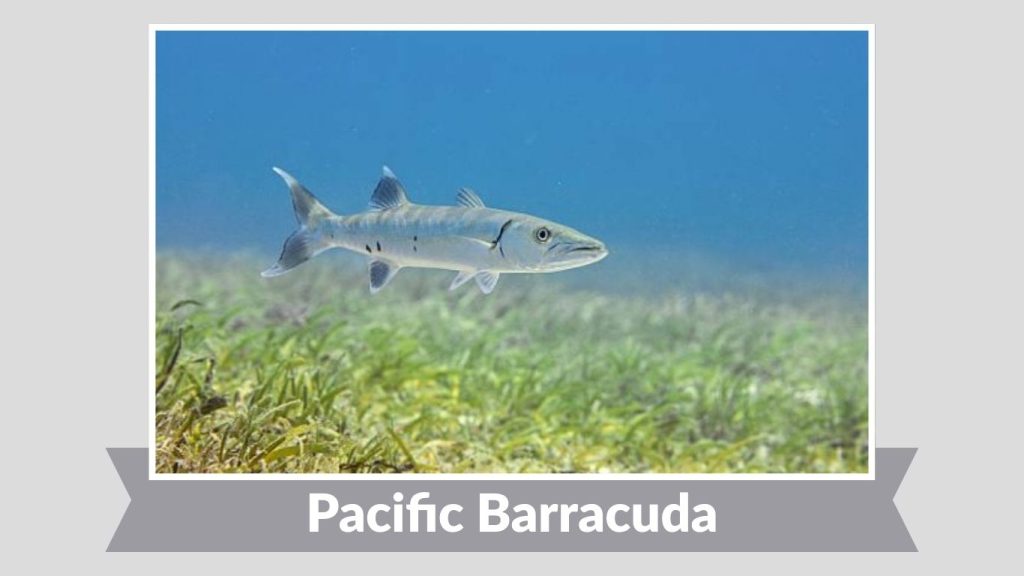 Pacific Barracuda