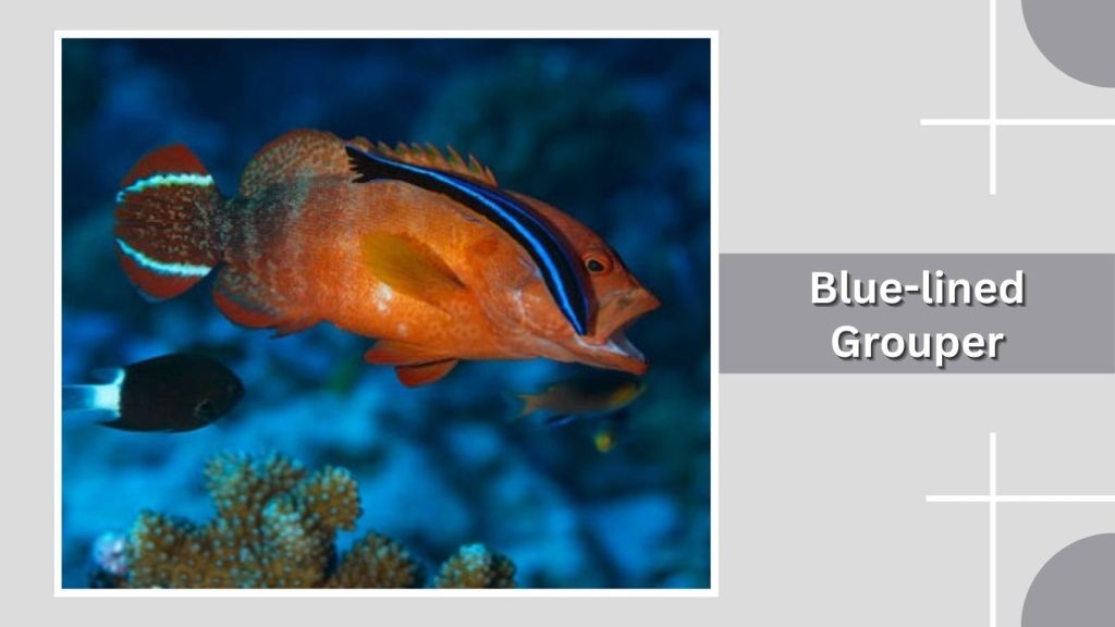 Blue-lined Grouper
