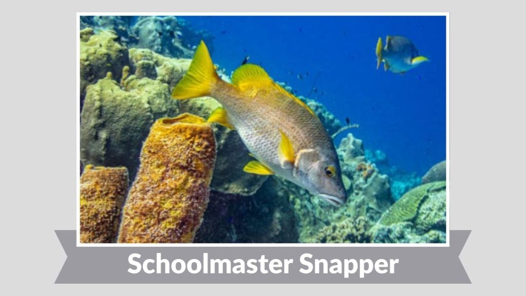 Schoolmaster Snapper