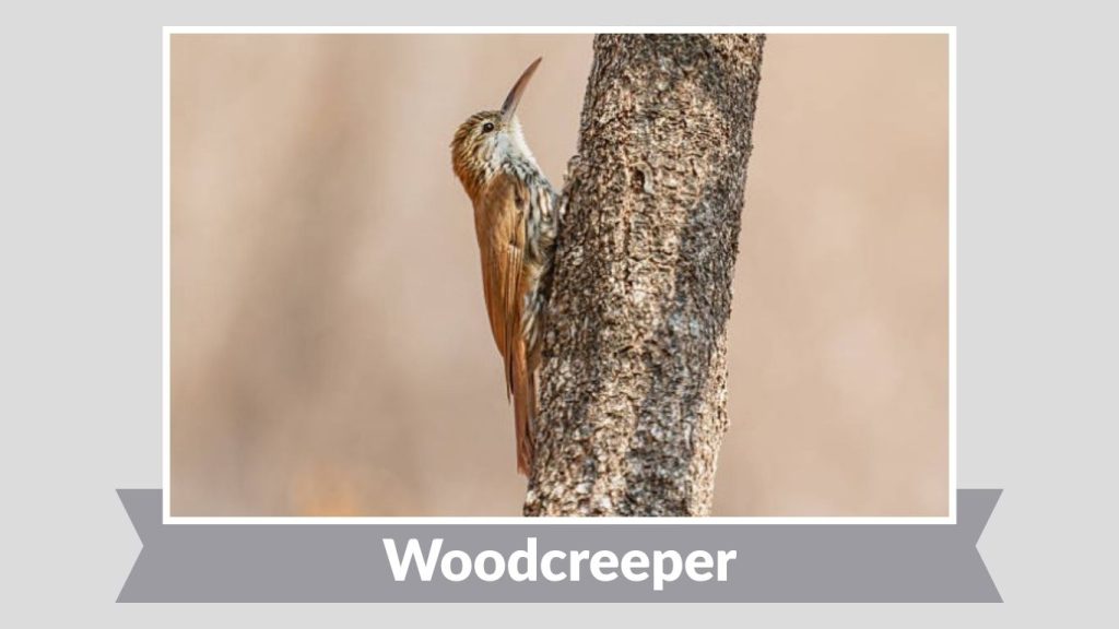 Woodcreeper