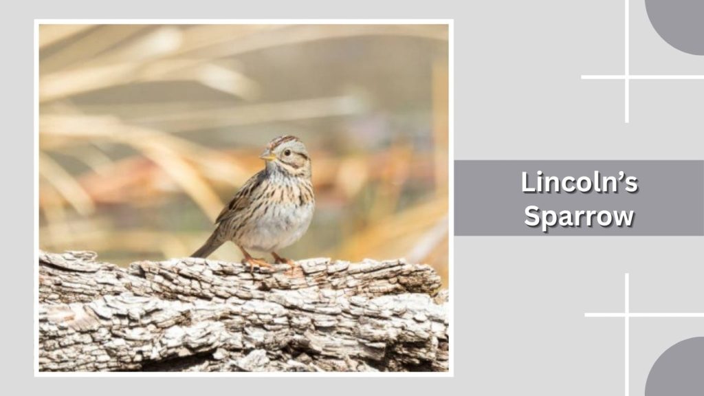 Lincoln’s Sparrow
