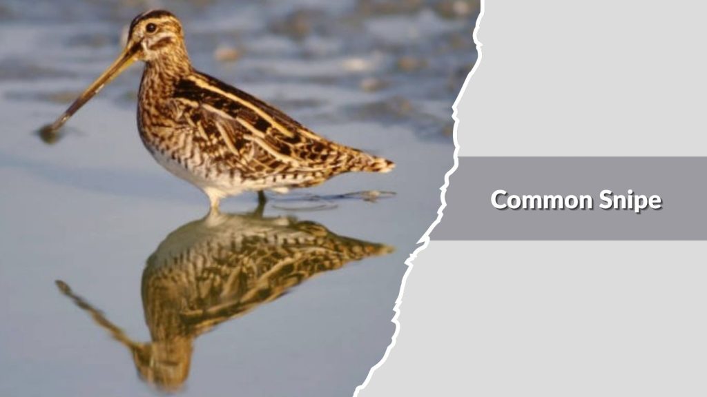 Common Snipe