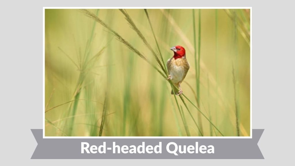 Red-headed Quelea