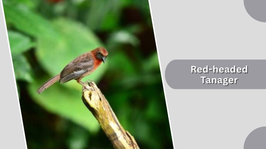 Red-headed Tanager