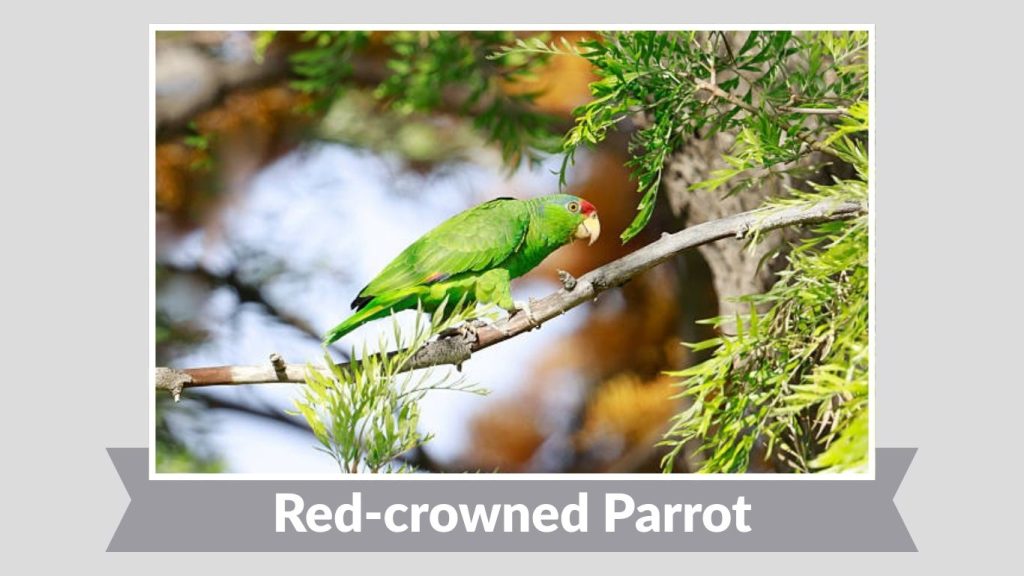Red-crowned Parrot