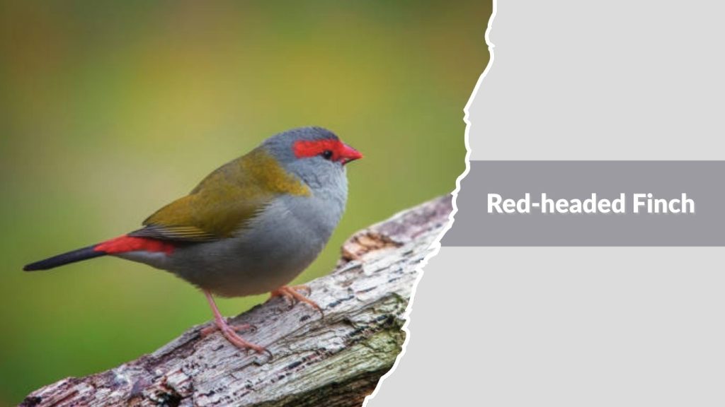 Red-headed Finch