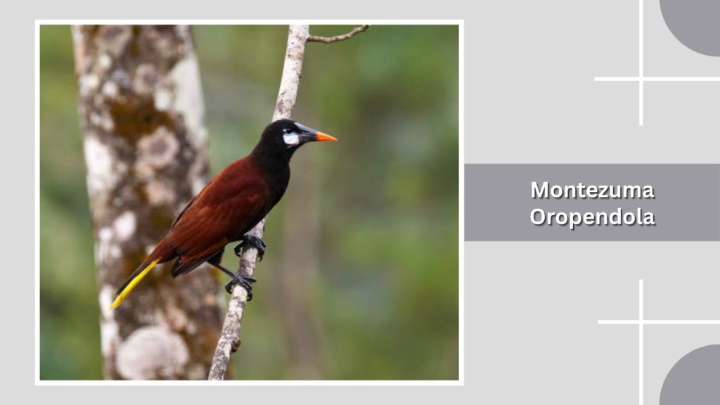 Montezuma Oropendola