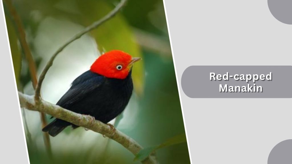 Red-capped Manakin