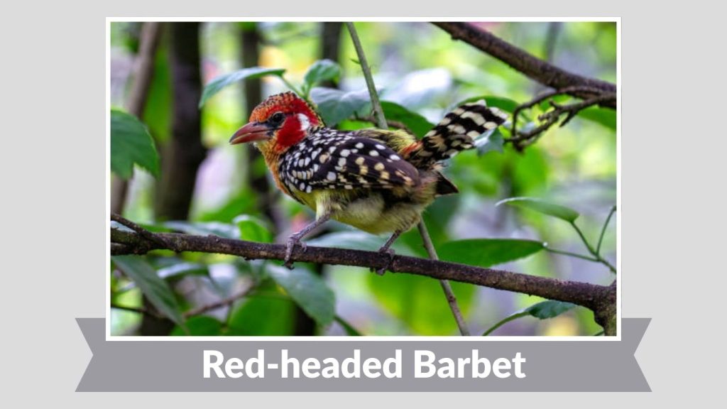 Red-headed Barbet