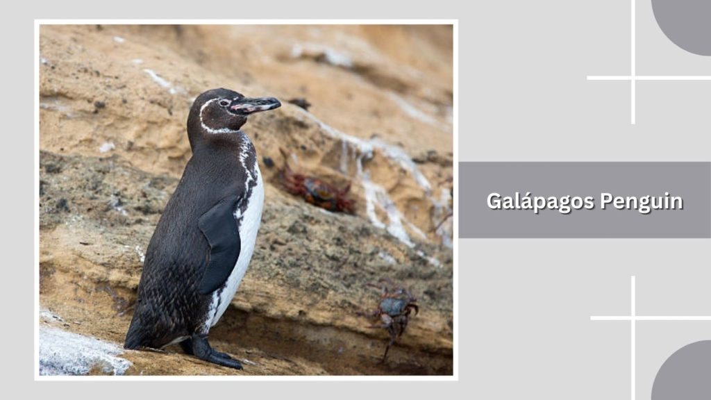  Galápagos Penguin