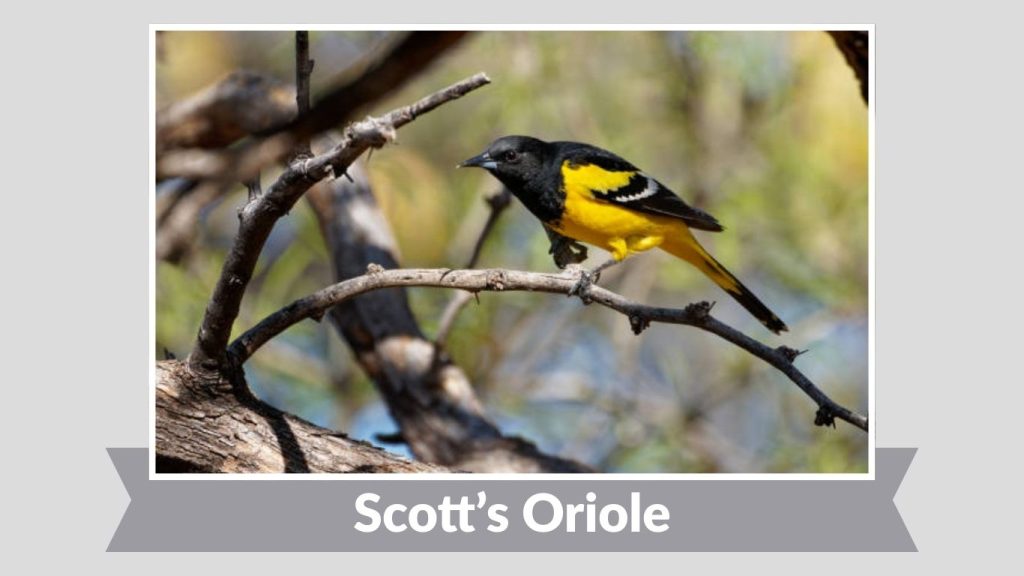 Scott’s Oriole