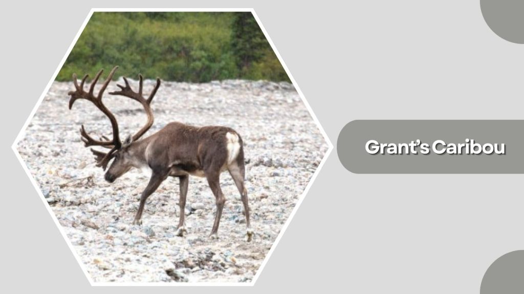 Grant’s Caribou