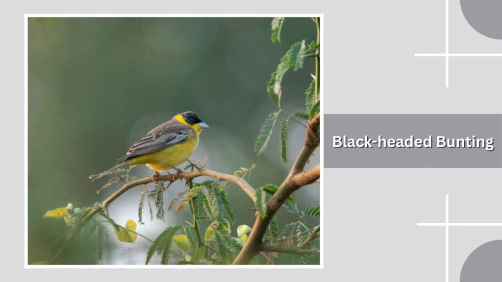 Black-headed Bunting