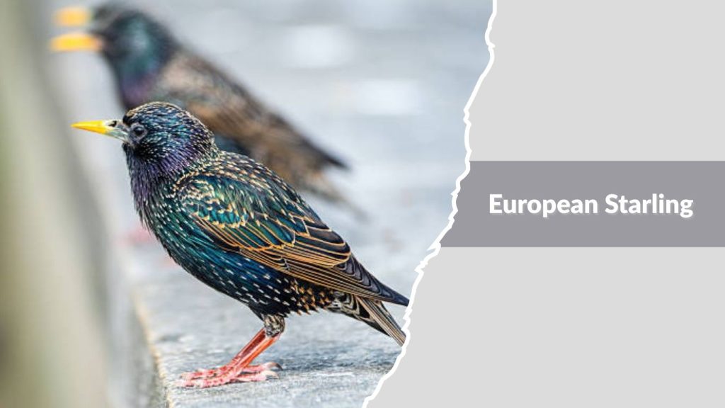 European Starling