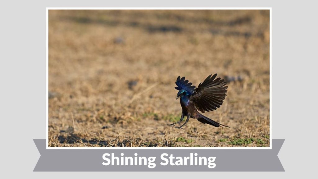 Shining Starling