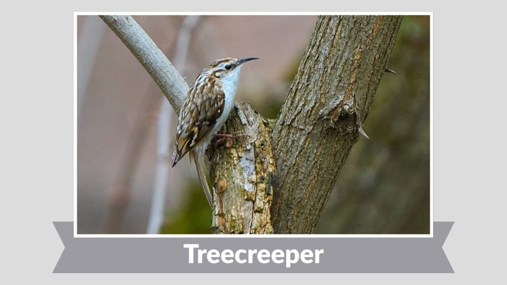 Treecreeper