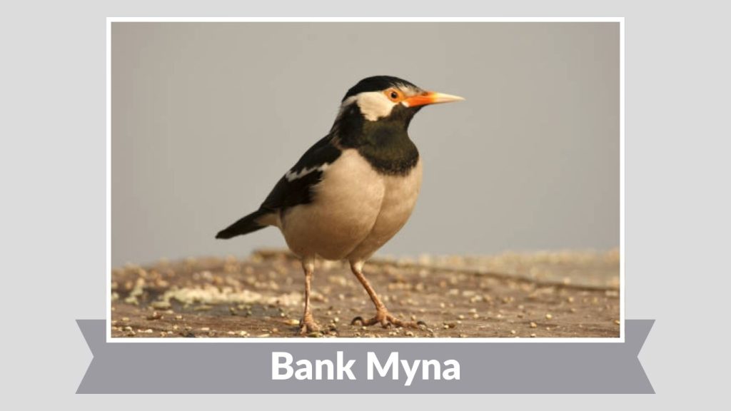 Bank Myna 