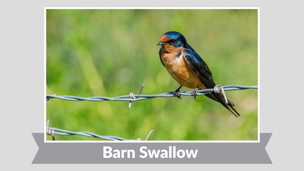 Barn Swallow