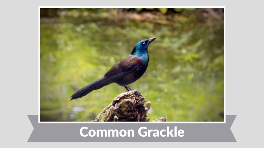 Common Grackle