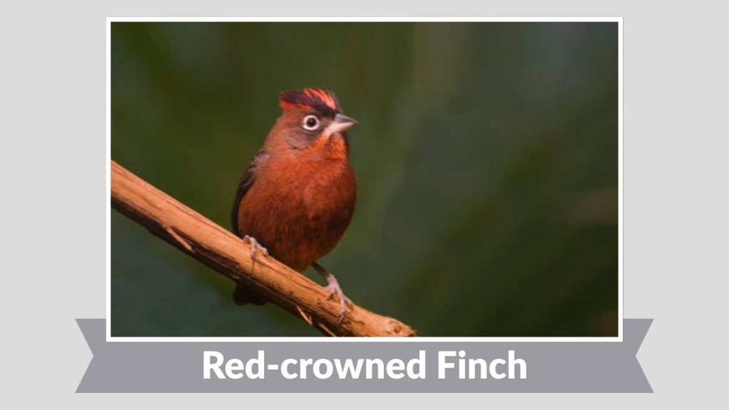 Red-crowned Finch