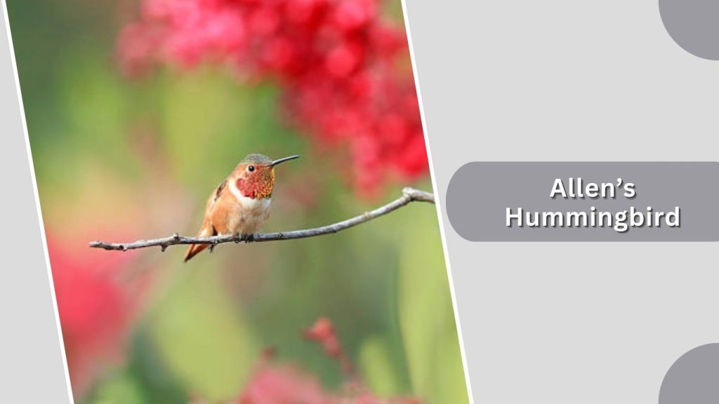 Allen’s Hummingbird