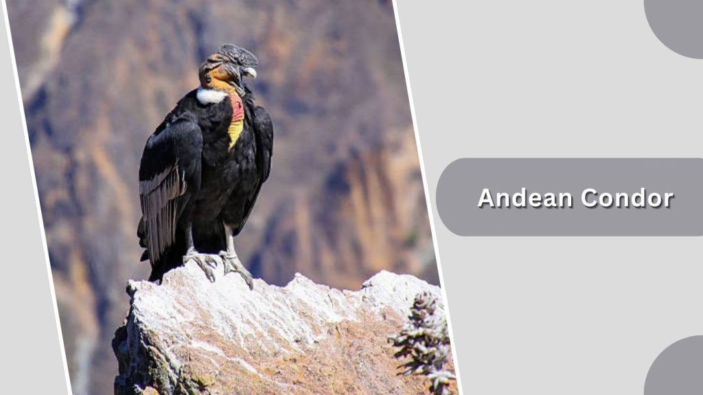 Andean Condor