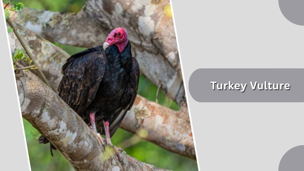 Turkey Vulture