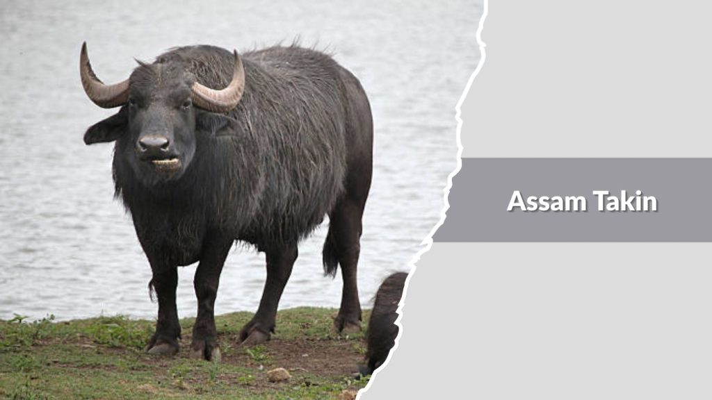 Assam Takin
