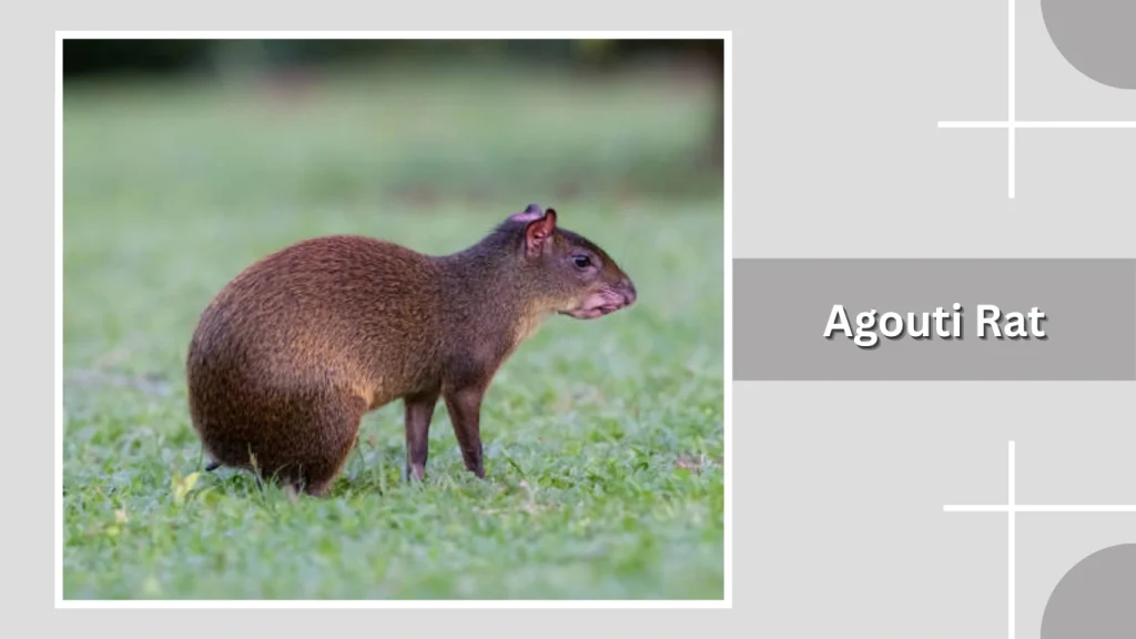Agouti Rat