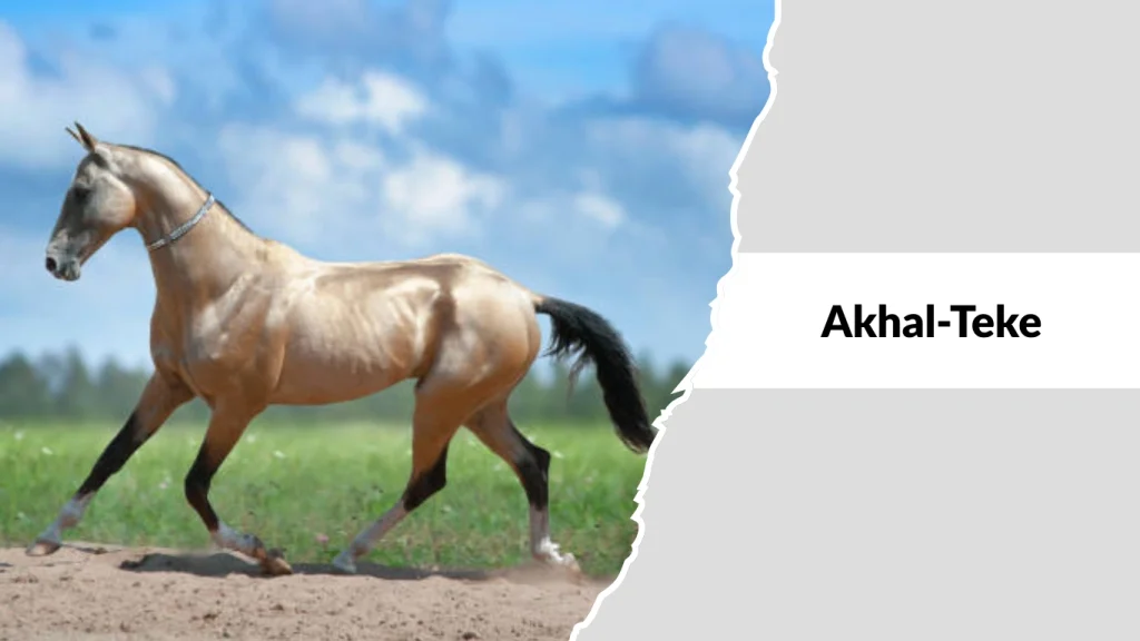 Akhal-Teke
