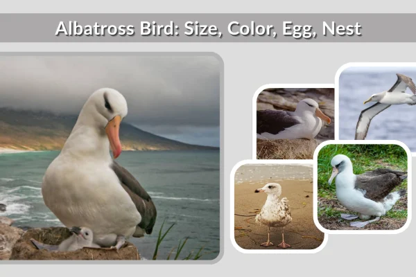 Albatross Bird Size, Color, Egg, Nest, Baby and more with Pictures