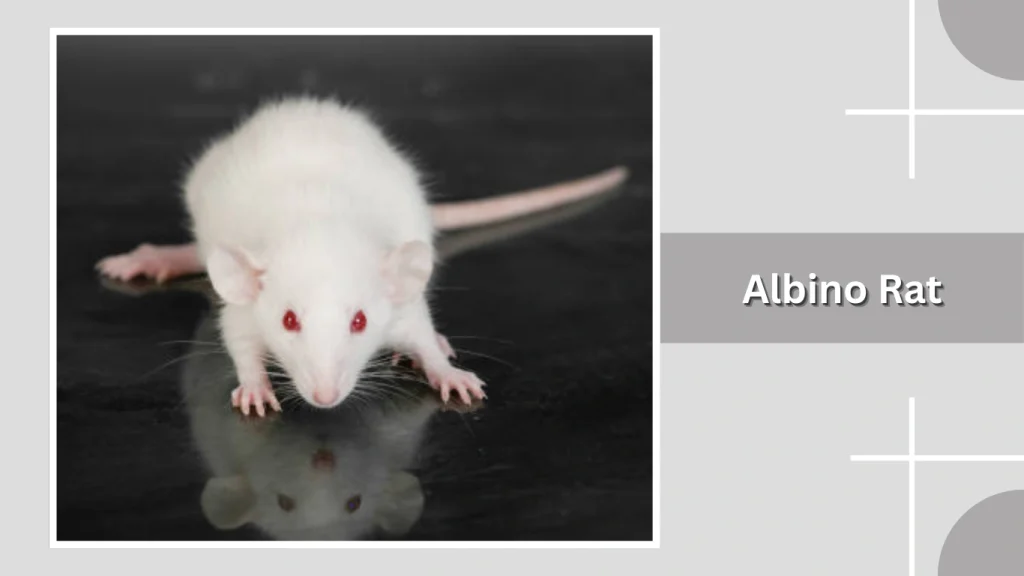 Albino Rat