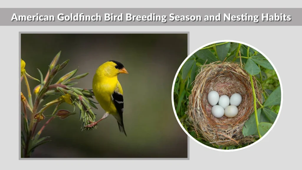 American Goldfinch Bird Breeding Season and Nesting Habits