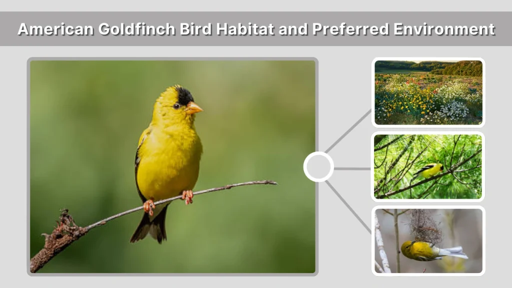 American Goldfinch Bird Habitat and Preferred Environment